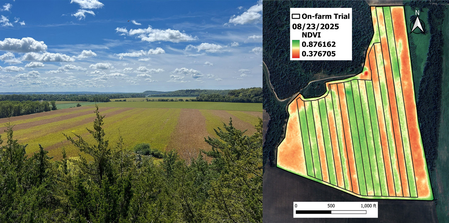 Cass County field used in the airplane&ndash;drone fungicide study: (left) visual differences in the corn canopy health between fungicide treatments; (right) treatment layout showing the Normalized Difference Vegetation Index (NDVI)
