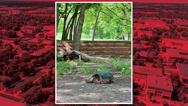 Snapping turtle hanging out on hole 18 green at Beal Slough Disc Golf Course. Photo credit Zach Lurz.