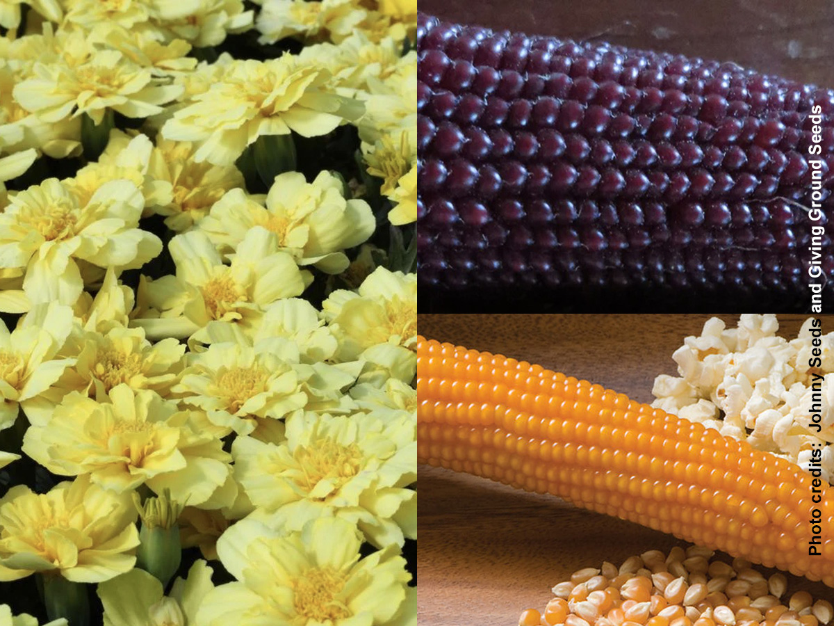 (Left) Alumia Vanilla Cream Marigold; (Right top) Nebraska Red popcorn heirloom; (Right bottom) Robust 997 popcorn commercial variety. 