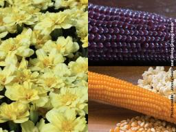 (Left) Alumia Vanilla Cream Marigold; (Right top) Nebraska Red popcorn heirloom; (Right bottom) Robust 997 popcorn commercial variety. 