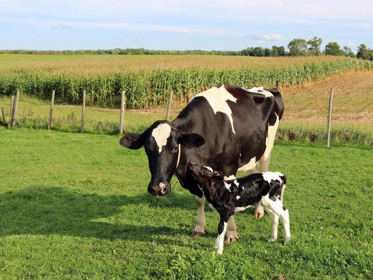 The Summer 2026 Nebraska Agriculture and Science Education Leadership Institute is a professional development and leadership opportunity for Nebraska 6-12 science educators.