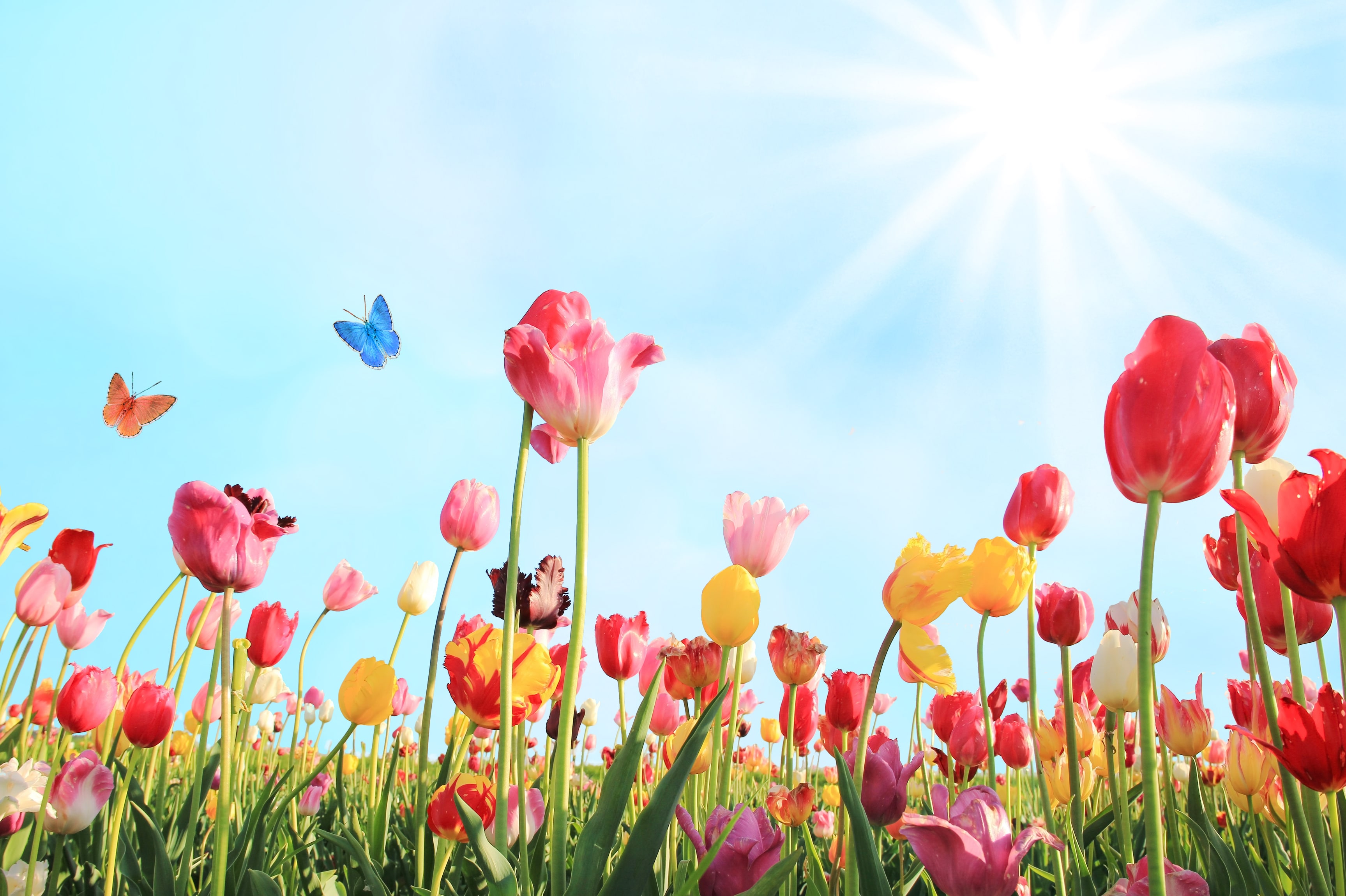 Picture of flowers and butterflies against a blue sky