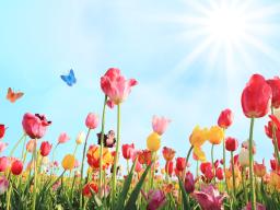 Picture of flowers and butterflies against a blue sky