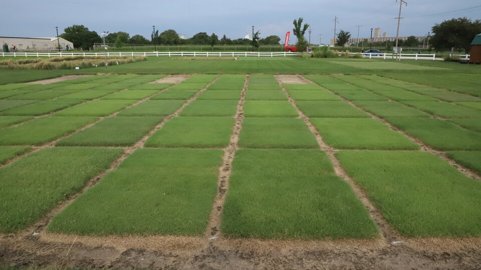 Picture of research plots at East Campus Turf Farm in Lincoln.