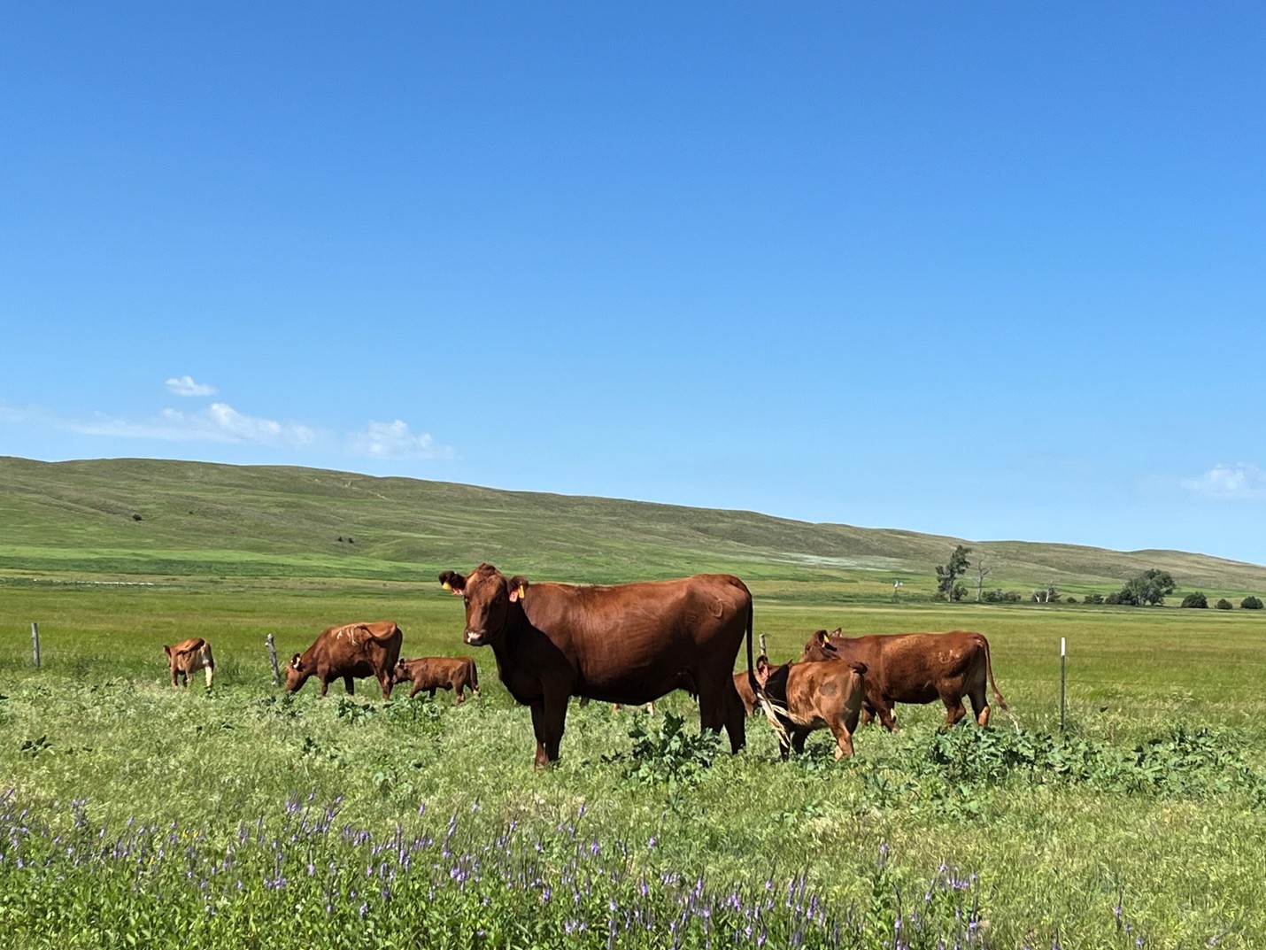Cattle graze in the Nebraska Sandhills at the Gudmundsen Sandhills Laboratory. Photo courtesy of Biquan Zhou.