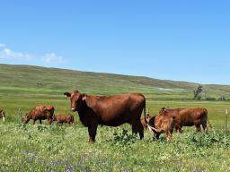 Cattle graze in the Nebraska Sandhills at the Gudmundsen Sandhills Laboratory. Photo courtesy of Biquan Zhou.