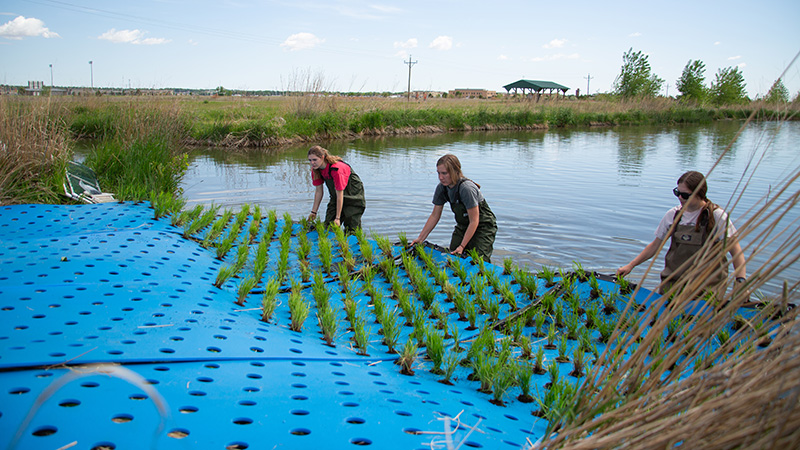 Undergraduate researchers working with SNR and BSE deploy a floating treatment wetland&mdash;demonstrating a practical, scalable approach that pond owners and communities can use to reduce excess nutrients and improve water quality.