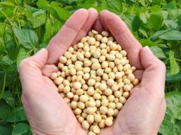 2026 Summer Soybean Institute (Image source: UNL Department of Agronomy and Horticulture)