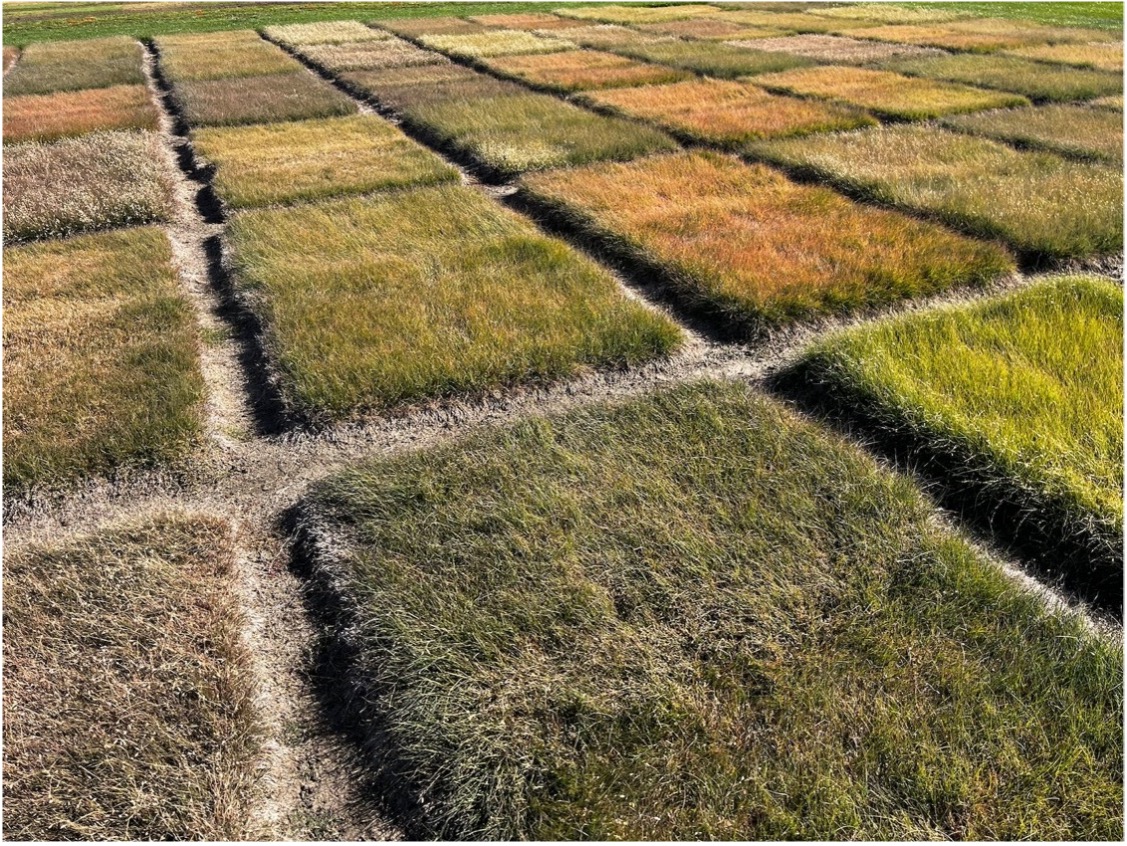 Dormancy on buffalograss plots at East Campus Turfgrass Research Center.