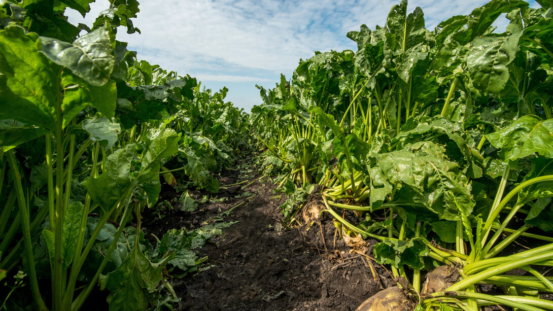 Sugar beets (Shutterstock)