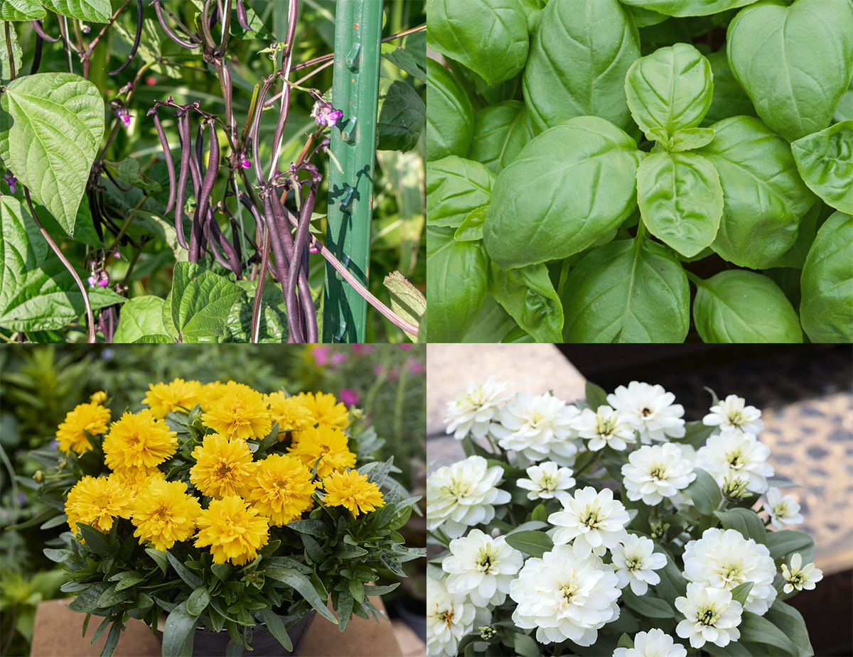 Images (Clockwise from top left) Majesty, Pole Bean; Treviso, Basil; Profusion Double White Improved, Zinnia; Sun Globe, Coreopsis. (Photos provided by All-America Selections)