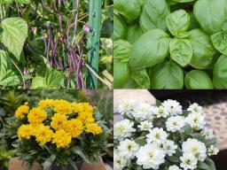 Images (Clockwise top left) Majesty, Pole Bean; Treviso, Basil; Profusion Double White Improved, Zinnia; Sun Globe, Coreopsis. Photos provided by AAS.