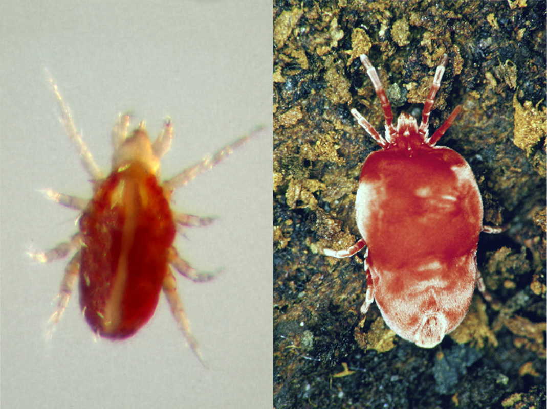 Photos (L-R) Chigger nymph; Red velvet mite (both highly magnified). (Photos by UNL Entomology Depart.)