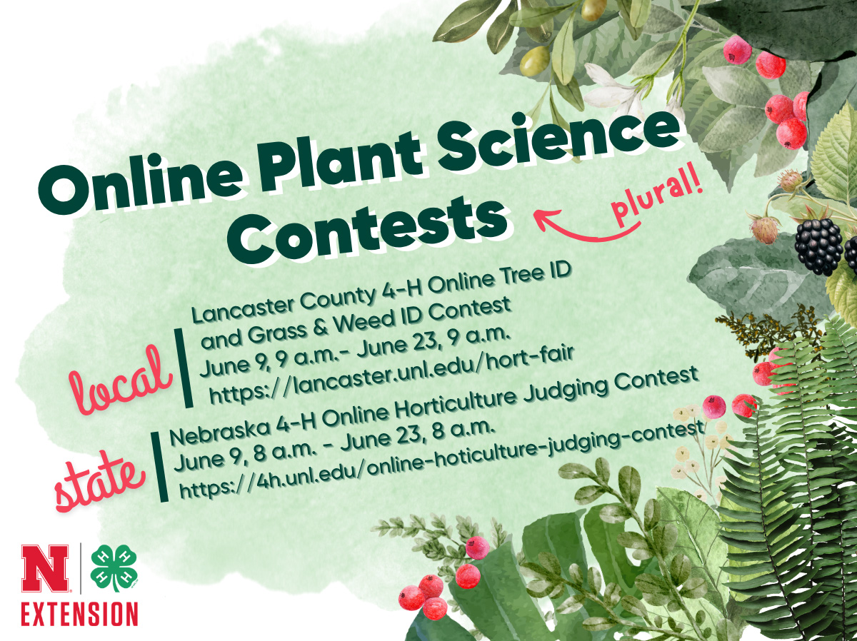 Online Plant Science Contests (plural!). Local: Lancaster County 4-H Online Tree ID and Grass & Weed ID Contests, June 9, 9 a.m.–June 23, 9 a.m.; State: Nebraska 4-H Online Horticulture Judging Contest: June 9, 8 a.m.–June 23, 8 a.m.
