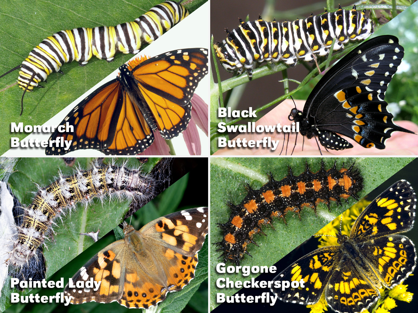 Four common caterpillars and their adult butterfly forms (photos by UNL Entomology)