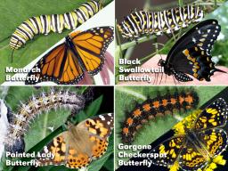 Four common caterpillars and their adult butterfly forms (photos by UNL Entomology)