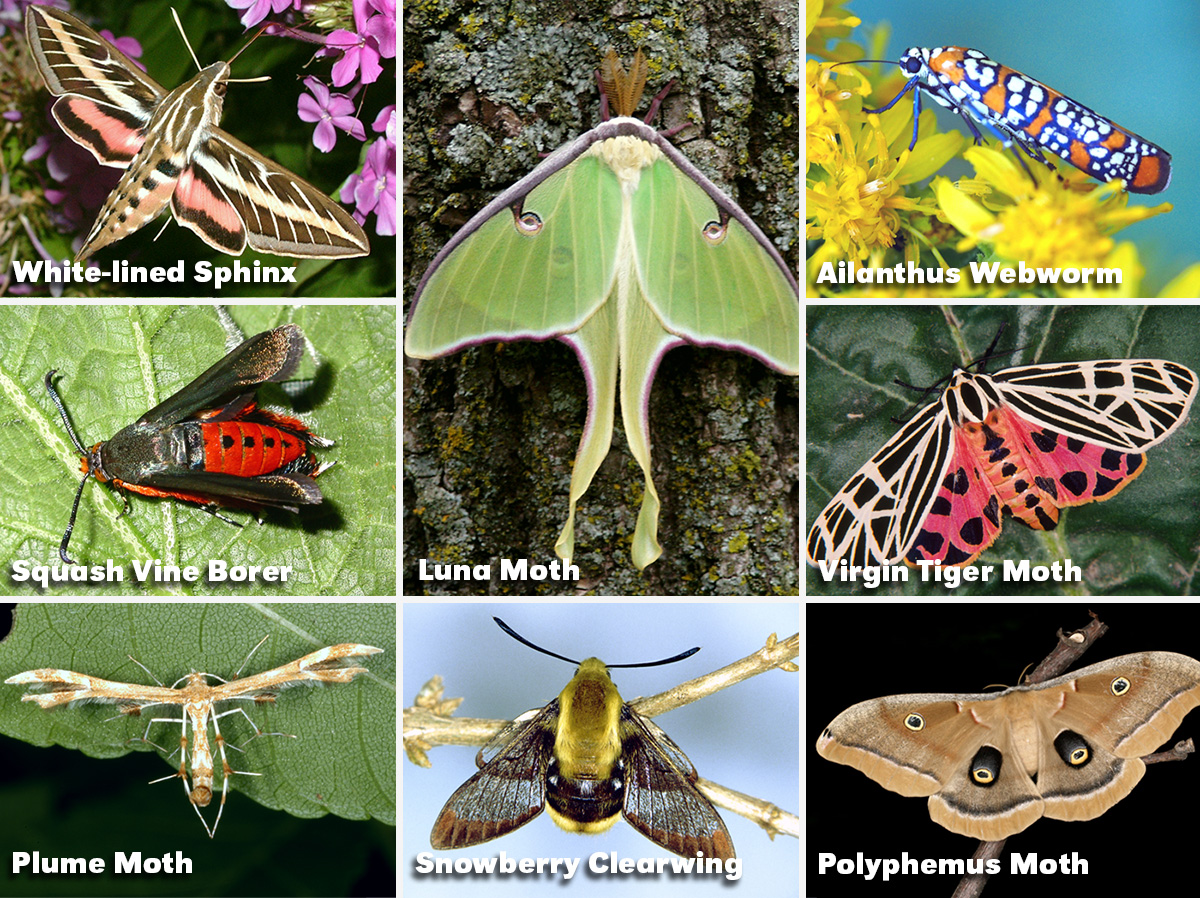 Here are just a few of the unique and remarkable moths you might encounter in our state (photos by UNL Entomology)