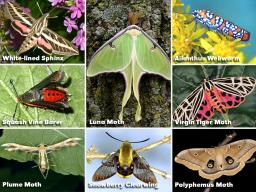 Here are just a few of the unique and remarkable moths you might encounter in our state (photos by UNL Entomology)