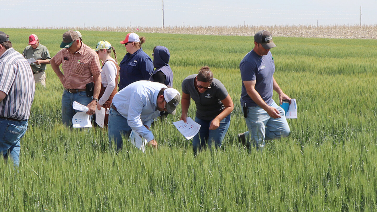 Which wheat varieties are standing out this year? See for yourself at Nebraska&rsquo;s June field tours. Chabella Guzman | PREEC Communications
