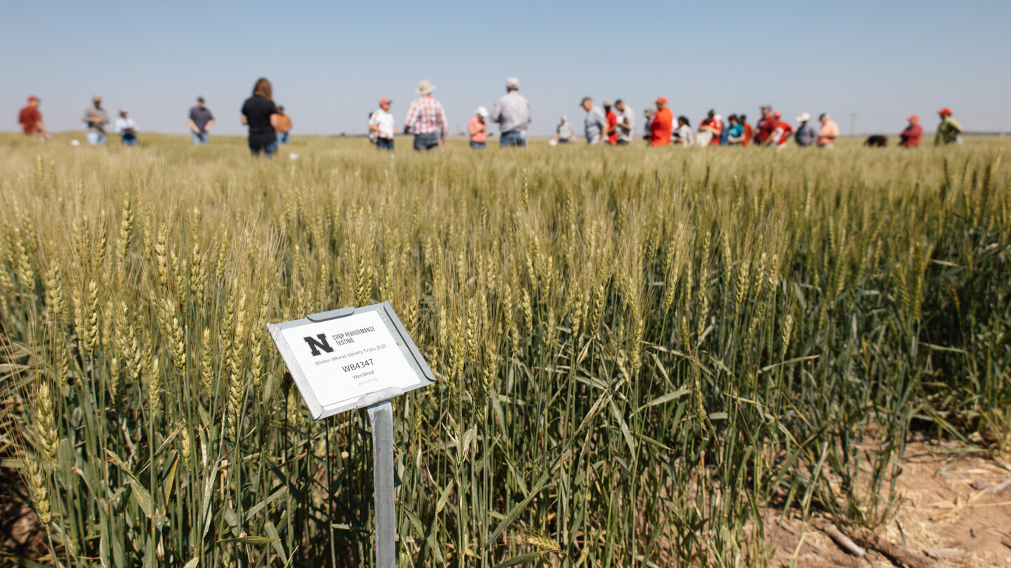 Producers and industry representatives gather in wheat field for the Wheat Variety Tour in Grant. Karlie Gerlach | West Central Communications
