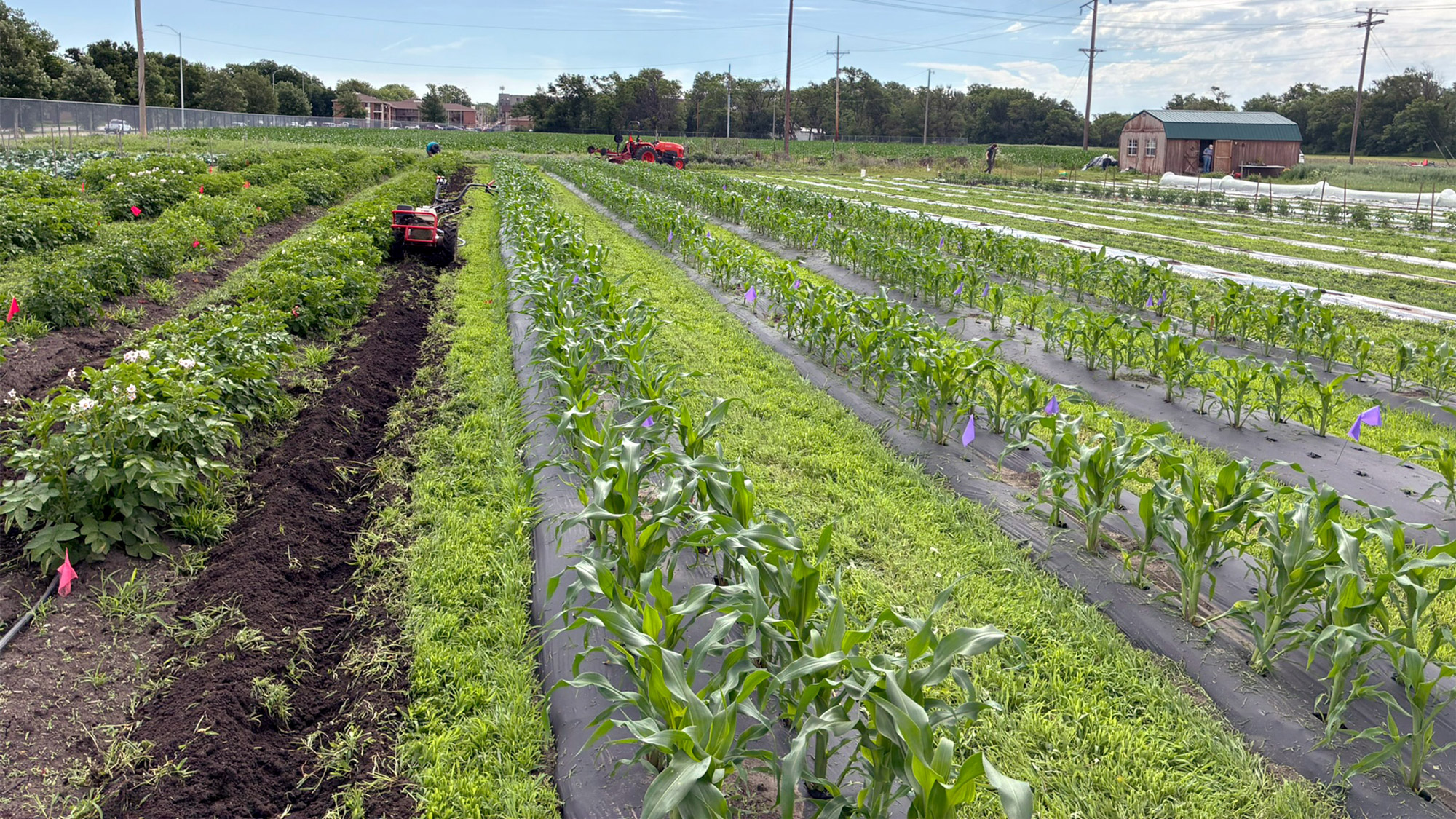 Collin Eaton, manages the Husker Produce Farm on East Campus with help from interns and volunteers.