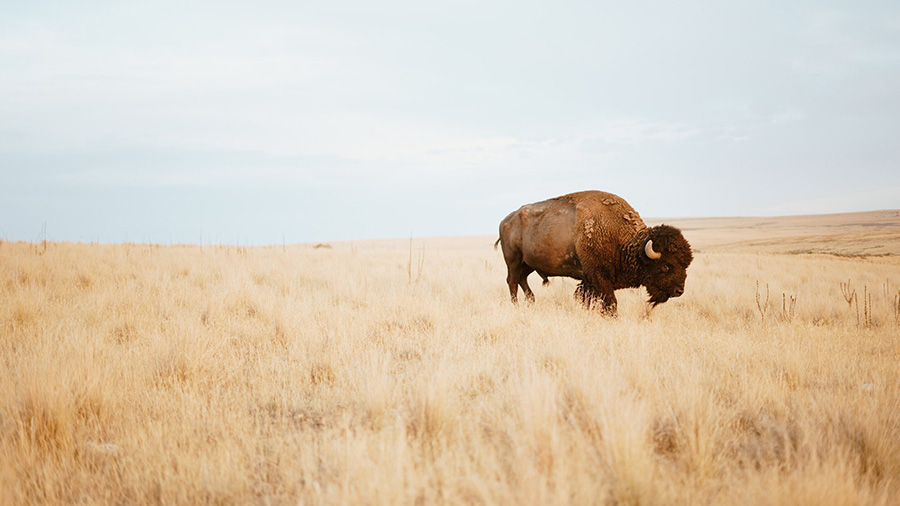 The Center for Great Plains Studies and Nebraska Public Media invites any UNL undergraduate or graduate student to apply for its NEW Student Storyteller in Residence at Nebraska Public Media.