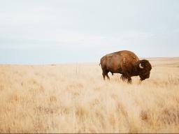 The Center for Great Plains Studies and Nebraska Public Media invites any UNL undergraduate or graduate student to apply for its NEW Student Storyteller in Residence at Nebraska Public Media.