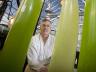 George Oyler, a University of Nebraska-Lincoln researcher and associate professor of biochemistry, said he believes that as more research is applied, advanced biofuels will continue to develop -- and at a faster pace. Oyler checks the algae bags in the al