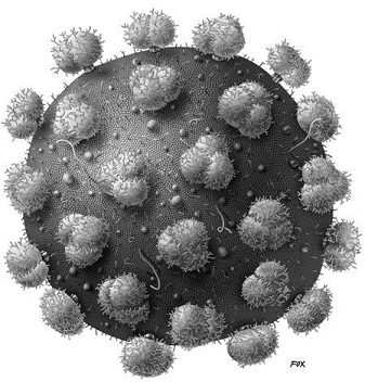 A detailed drawing of HIV designed by Angie Fox, scientific illustrator for the University of Nebraska State Museum.