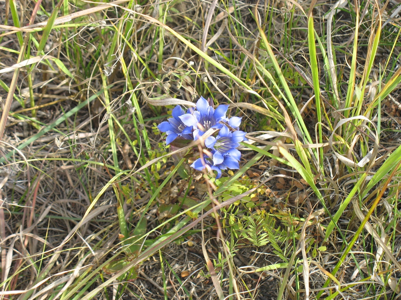 The fringed gentian.