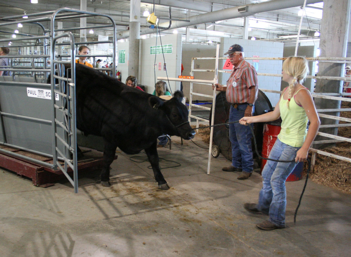 Market beef weigh-in at this year's Lancaster County Super Fair.