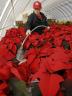 A member of the UNL Horticulture Club waters poinsettias prior to the group's annual sale. (University Communications file photo)
