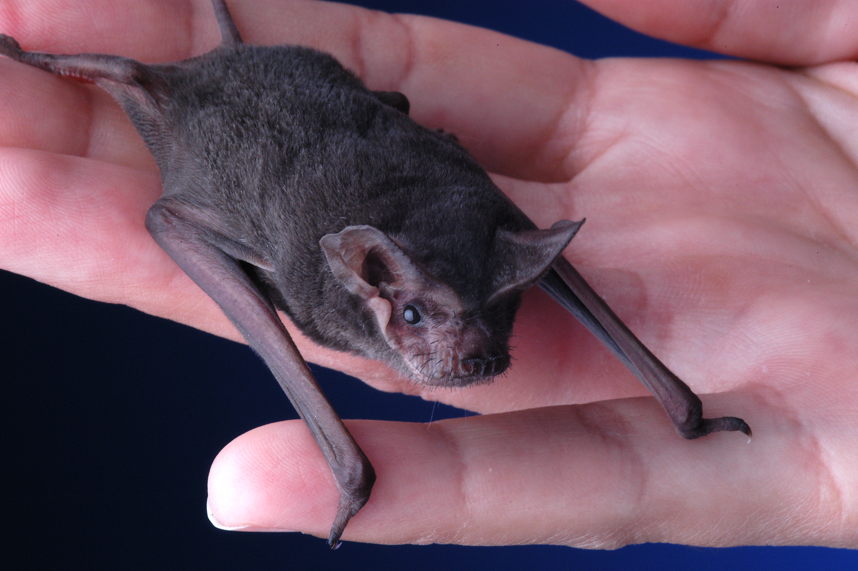 The Brazilian free-tailed bat is among the 13 species of bats found in Nebraska. (Photo by Larry Korhnak)