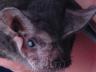 The Brazilian free-tailed bat is among the 13 species of bats found in Nebraska. (Photo by Larry Korhnak)
