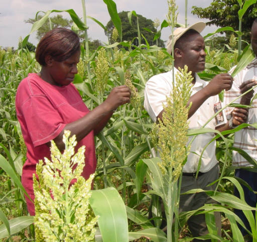 Kaizzi, center, led a team of Ugandan soil scientists to conduct research to determine 15 crop-nutrient response functions which were then integrated by UNL collaborators into the Uganda Fertilizer Optimization Tool. 