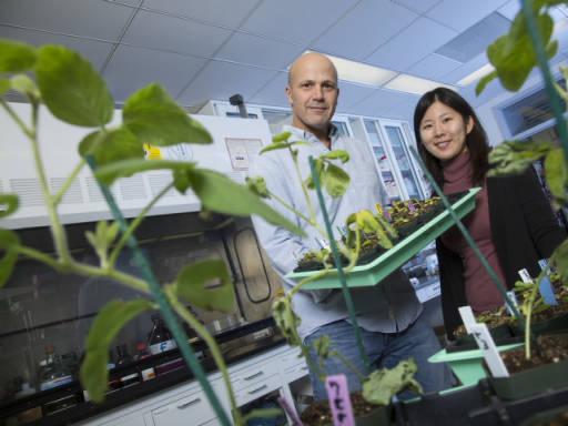 	Jim Alfano, Charles Bessey Professor of plant pathology and a faculty member in UNL’s Center for Plant Science Innovation, and graduate student, Anna Joe, inspect plants in the lab. Research by the UNL team and others is shedding light on how bacterial 