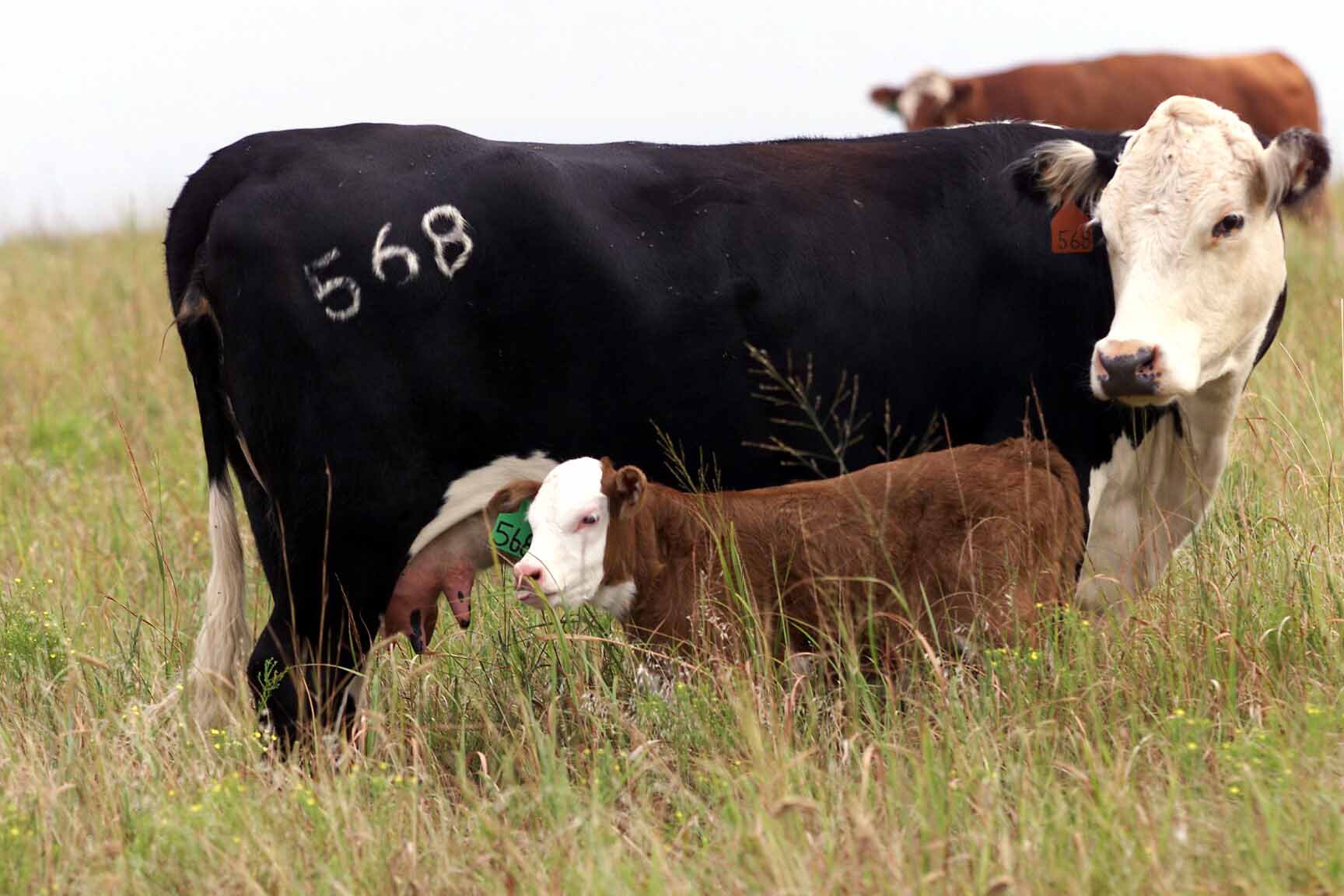 how-do-your-cows-look-announce-university-of-nebraska-lincoln