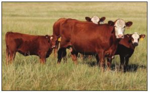 Estrous synchronization is an important tool for beef producers.