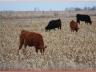 2013 UNL West Central Crops and Cattle Short Course