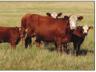 Estrous synchronization is an important tool for beef producers.