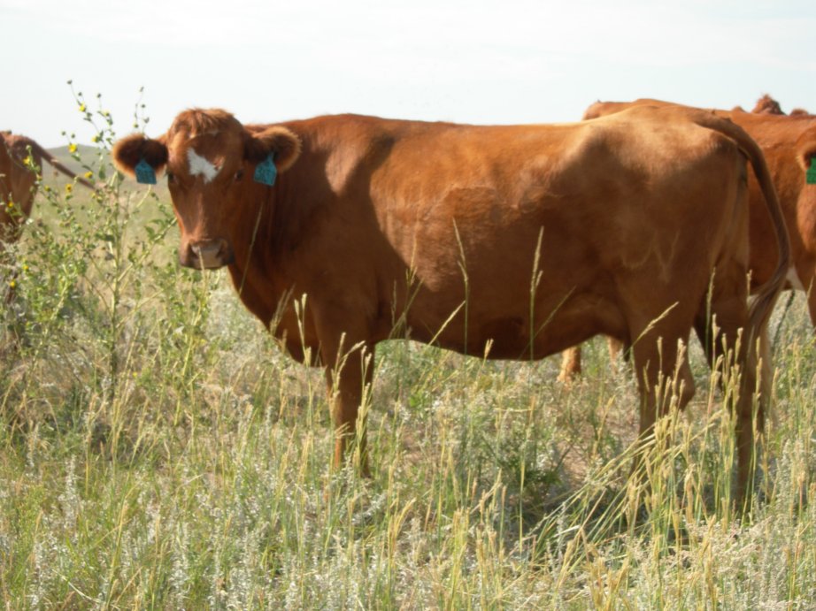 Watch cows for grass tetany.