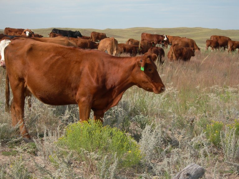 Consider the quality and quantity of your forage during the breeding season.