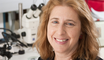 Dr. Nora Sarvetnick, director - Nebraska Regenerative Medicine Project