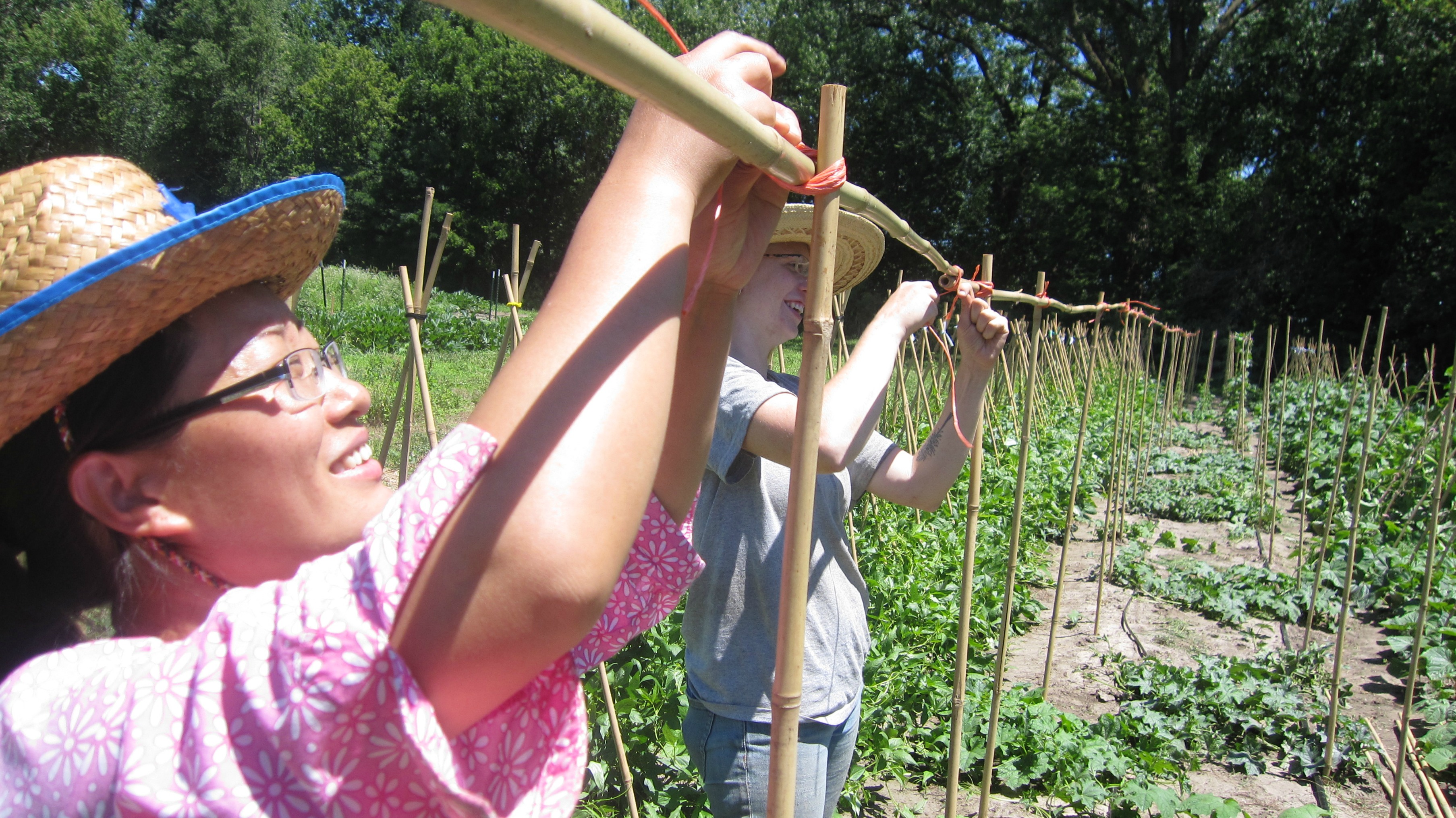 First-year grower Baoxia and AmeriCorps member Margaret install a bamboo trellis at the Community CROPS training farm.