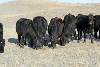 The effects of drought continue to plague area ranchers.   Photo courtesy of Troy Walz.