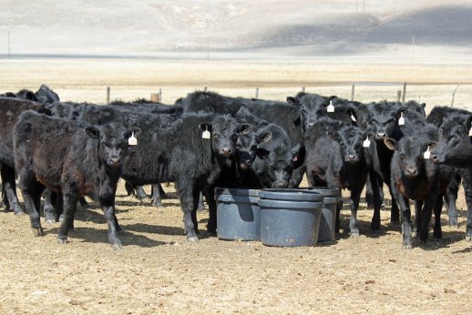 Ionophores reduce impact of drought induced forage losses.  Photo courtesy of Troy Walz.