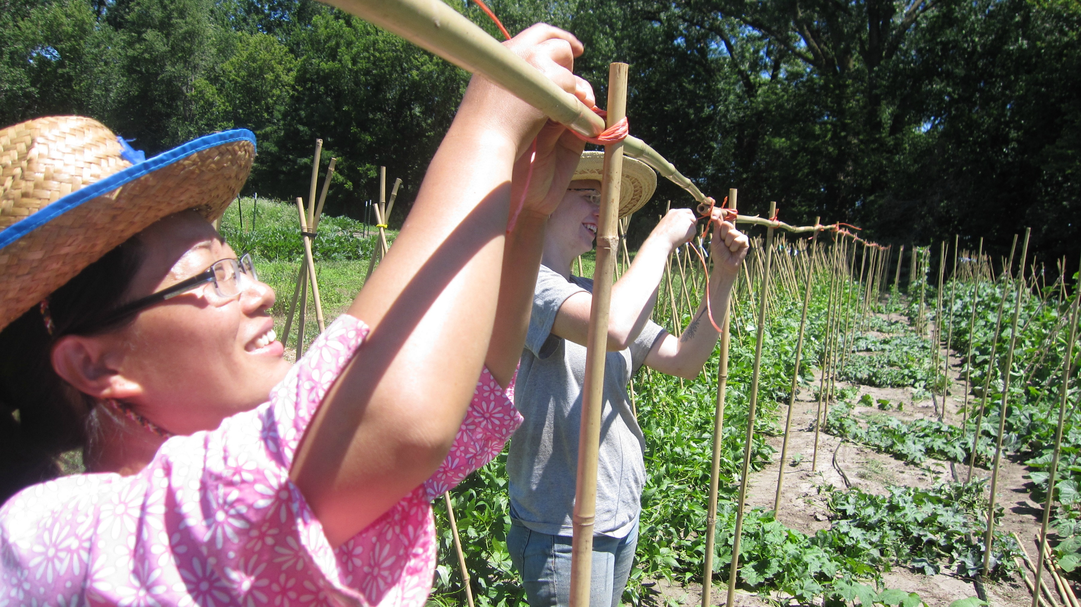 First-year grower Baoxia and AmeriCorps member Margaret install a bamboo trellis at the Community Crops training farm.