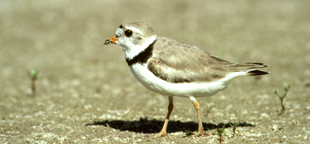 Participants at NGPC’s birding day will learn about birds like this adult piping plover.