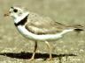 Participants at NGPC’s birding day will learn about birds like this adult piping plover.