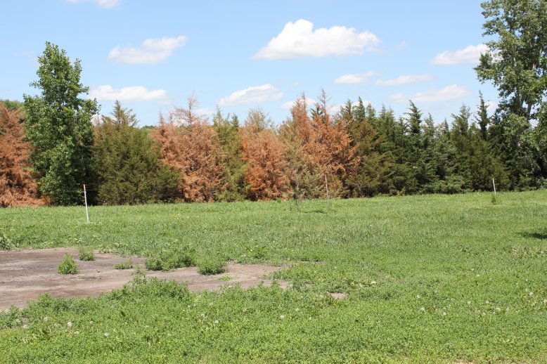 Effects of 2012 drought on a shelterbelt.